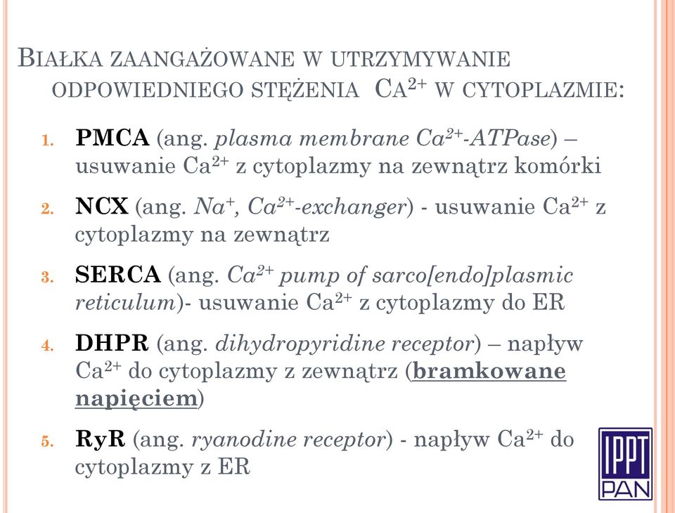 Na +, Ca 2+ -exchanger) - usuwanie Ca 2+ z cytoplazmy na zewnątrz 3. SERCA (ang.