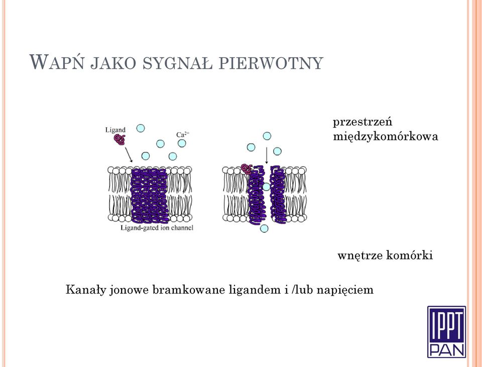 wnętrze komórki Kanały jonowe