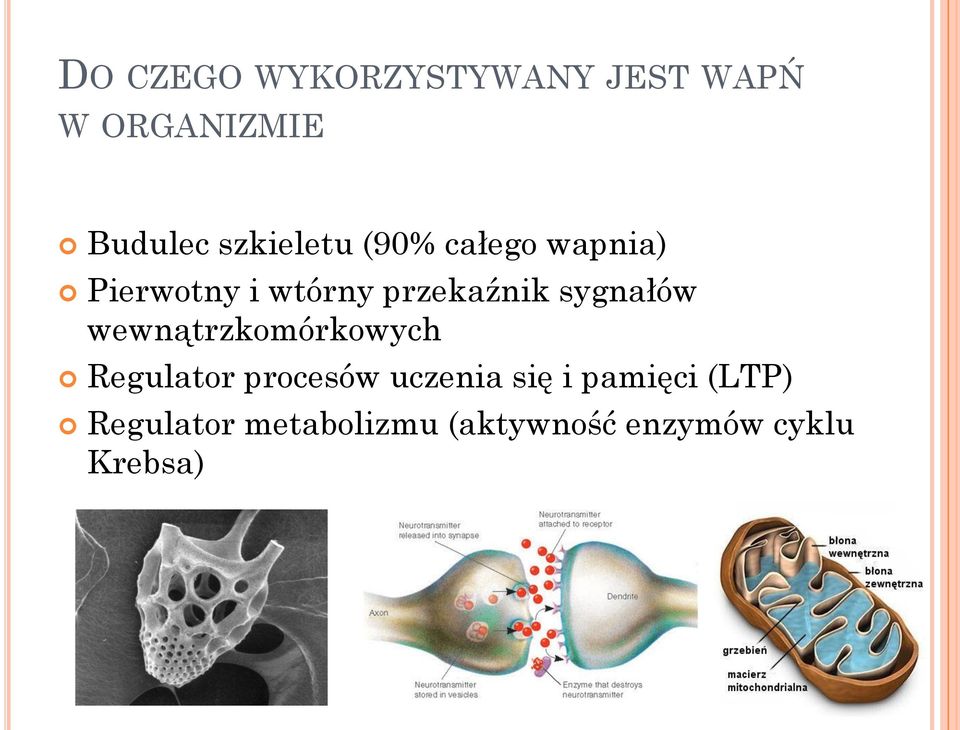 sygnałów wewnątrzkomórkowych Regulator procesów uczenia się i