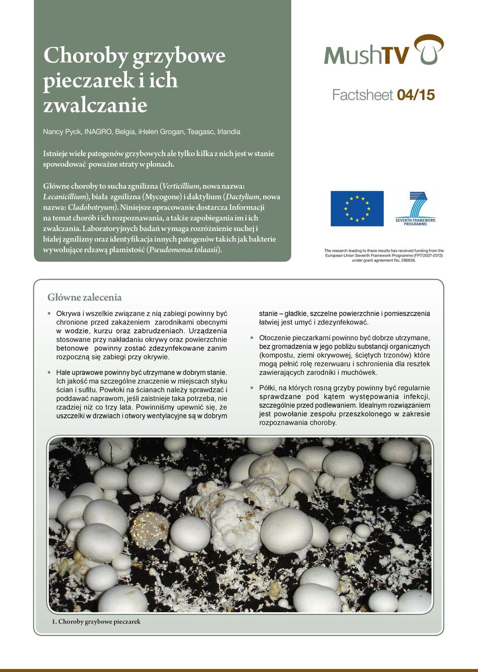 straty w plonach. Główne choroby to sucha zgnilizna (Verticillium, nowa nazwa: Lecanicillium), biała zgnilizna (Mycogone) i daktylium (Dactylium, nowa nazwa: Cladobotryum).