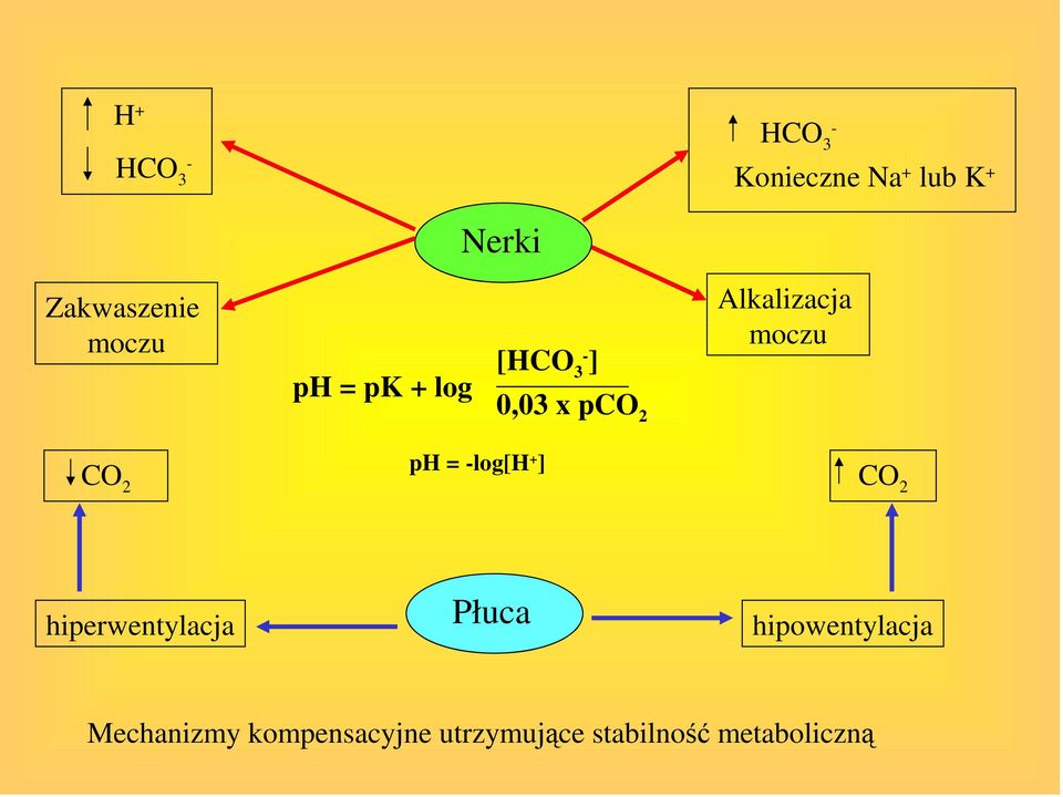 ph = -log[h + ] CO 2 CO 2 hiperwentylacja Płuca