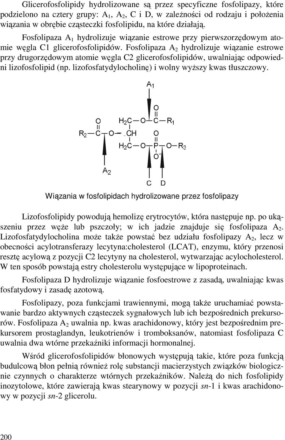 Fosfolipaza A 2 hydrolizuje wiązanie estrowe przy drugorzędowym atomie węgla 2 glicerofosfolipidów, uwalniając odpowiedni lizofosfolipid (np. lizofosfatydylocholinę) i wolny wyŝszy kwas tłuszczowy.