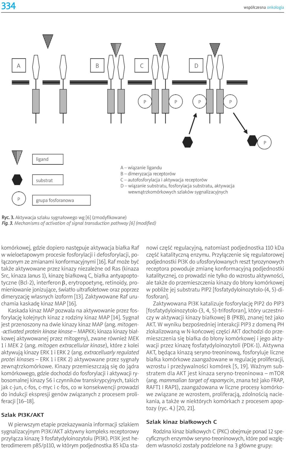 Aktywacja szlaku sygnałowego wg [6] (zmodyfikowane) Fig. 3.