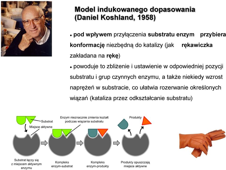 zbliżenie i ustawienie w odpowiedniej pozycji substratu i grup czynnych enzymu, a także niekiedy