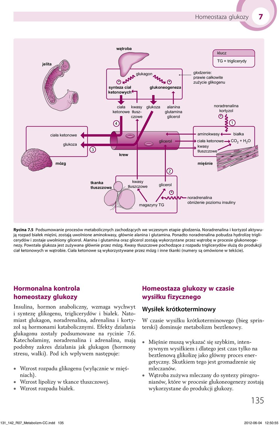 7.5 Podsumowanie procesów metabolicznych zachodzących we wczesnym etapie głodzenia. Noradrenalina i kortyzol aktywują rozpad białek mięśni, zostają uwolnione aminokwasy, głównie alanina i glutamina.