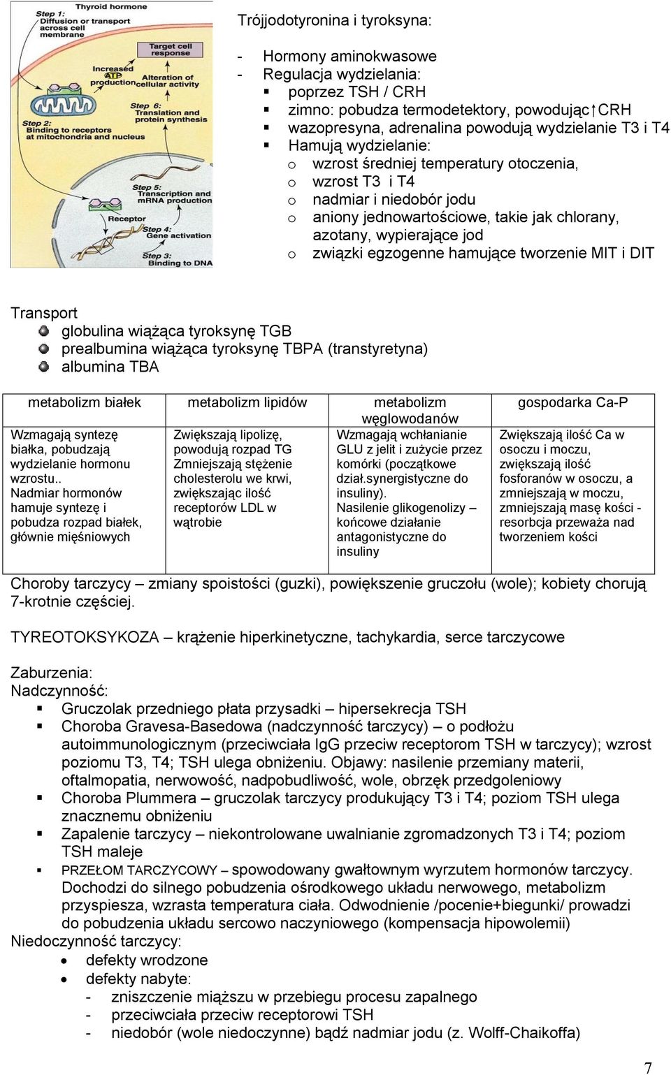 hamujące tworzenie MIT i DIT Transport globulina wiążąca tyroksynę TGB prealbumina wiążąca tyroksynę TBPA (transtyretyna) albumina TBA metabolizm białek metabolizm lipidów metabolizm węglowodanów