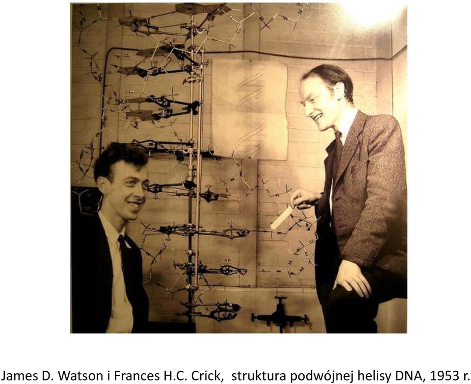C. Crick, struktura