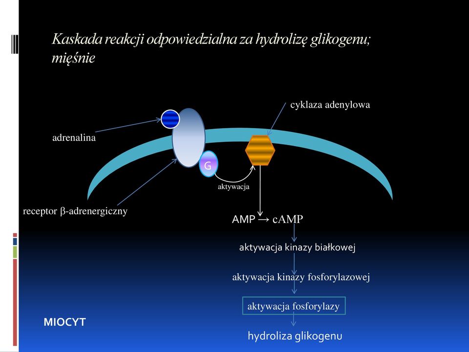 -adrenergiczny AMP camp aktywacja kinazy białkowej aktywacja