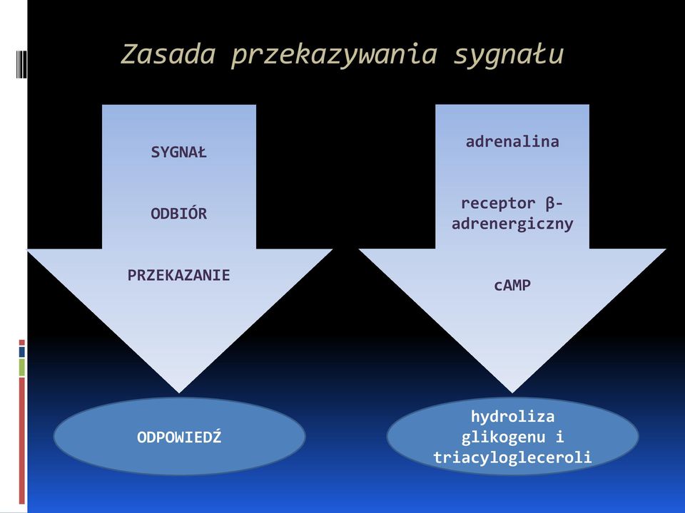 adrenergiczny PRZEKAZANIE camp