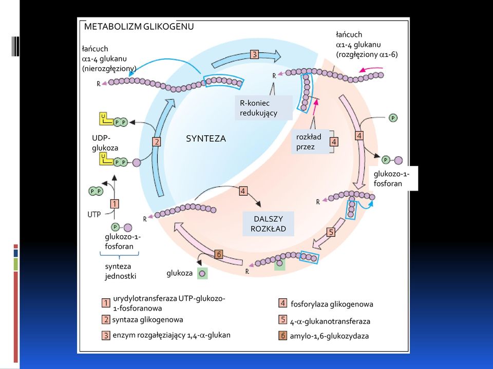 ROZKŁAD synteza jednostki glukoza urydylotransferaza UTP-glukozo- 1-fosforanowa syntaza glikogenowa