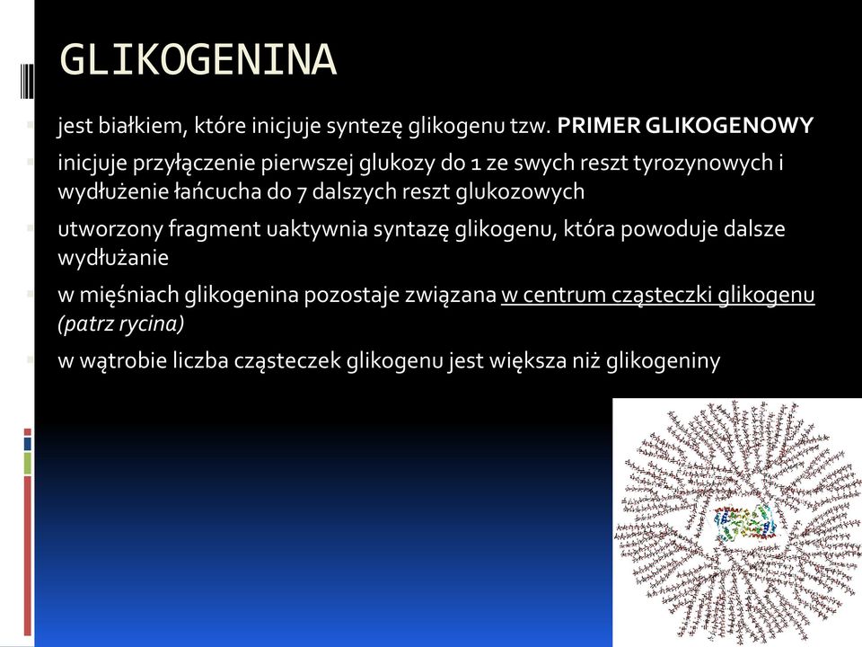 łańcucha do 7 dalszych reszt glukozowych utworzony fragment uaktywnia syntazę glikogenu, która powoduje dalsze