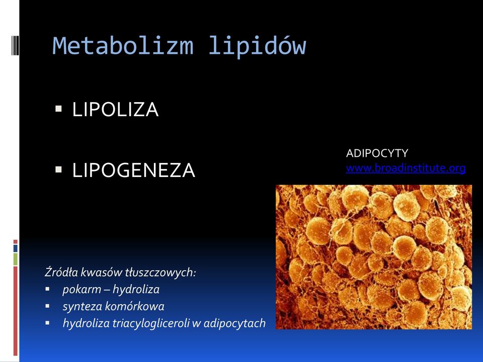 org Źródła kwasów tłuszczowych: pokarm