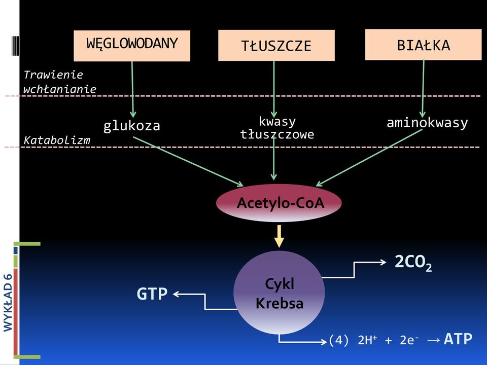 glukoza kwasy tłuszczowe aminokwasy