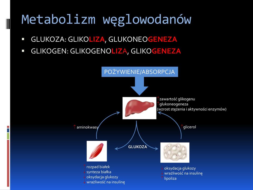 i aktywności enzymów) aminokwasy glicerol GLUKOZA rozpad białek synteza białka