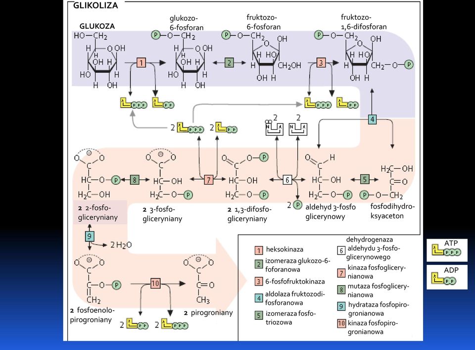 izomeraza glukozo-6- foforanowa 6-fosfofruktokinaza aldolaza fruktozodifosforanowa izomeraza fosfotriozowa dehydrogenaza aldehydu