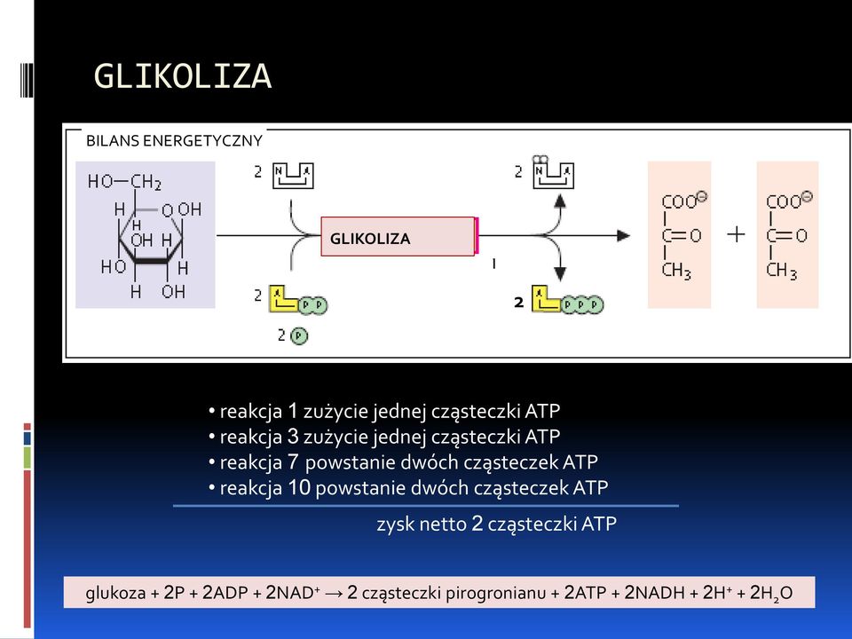 powstanie dwóch cząsteczek ATP reakcja 10 powstanie dwóch cząsteczek ATP zysk netto 2