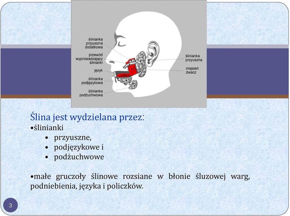 gruczoły ślinowe rozsiane w błonie