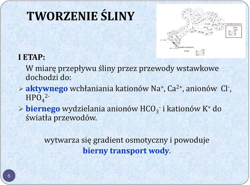 HPO 4 2- biernego wydzielania anionów HCO 3 - i kationów K + do światła