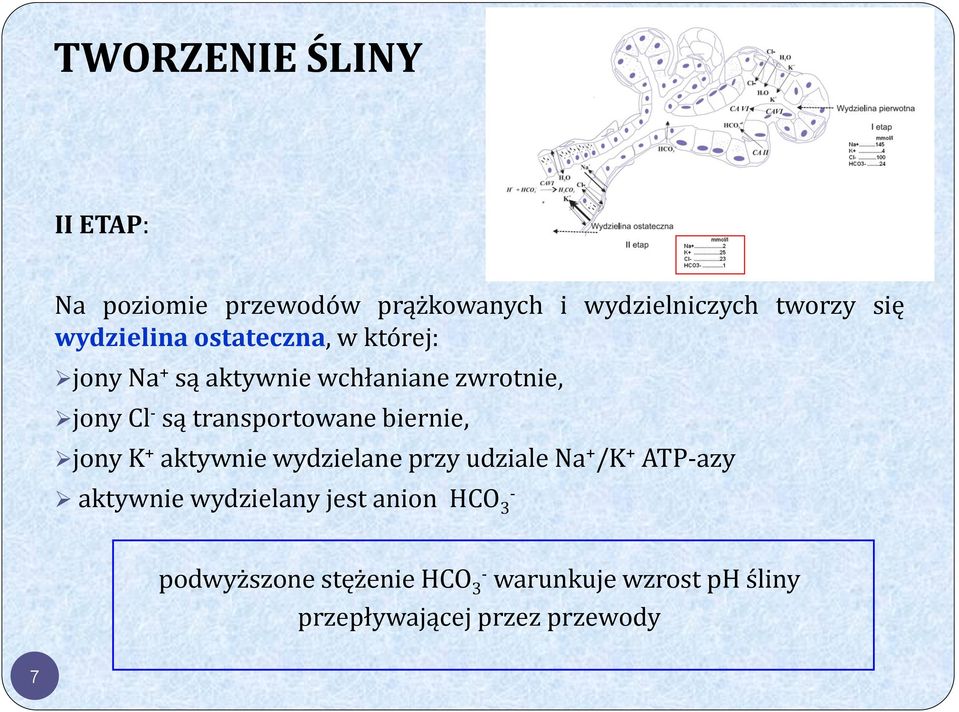 transportowane biernie, jony K + aktywnie wydzielane przy udziale Na + /K + ATP-azy aktywnie