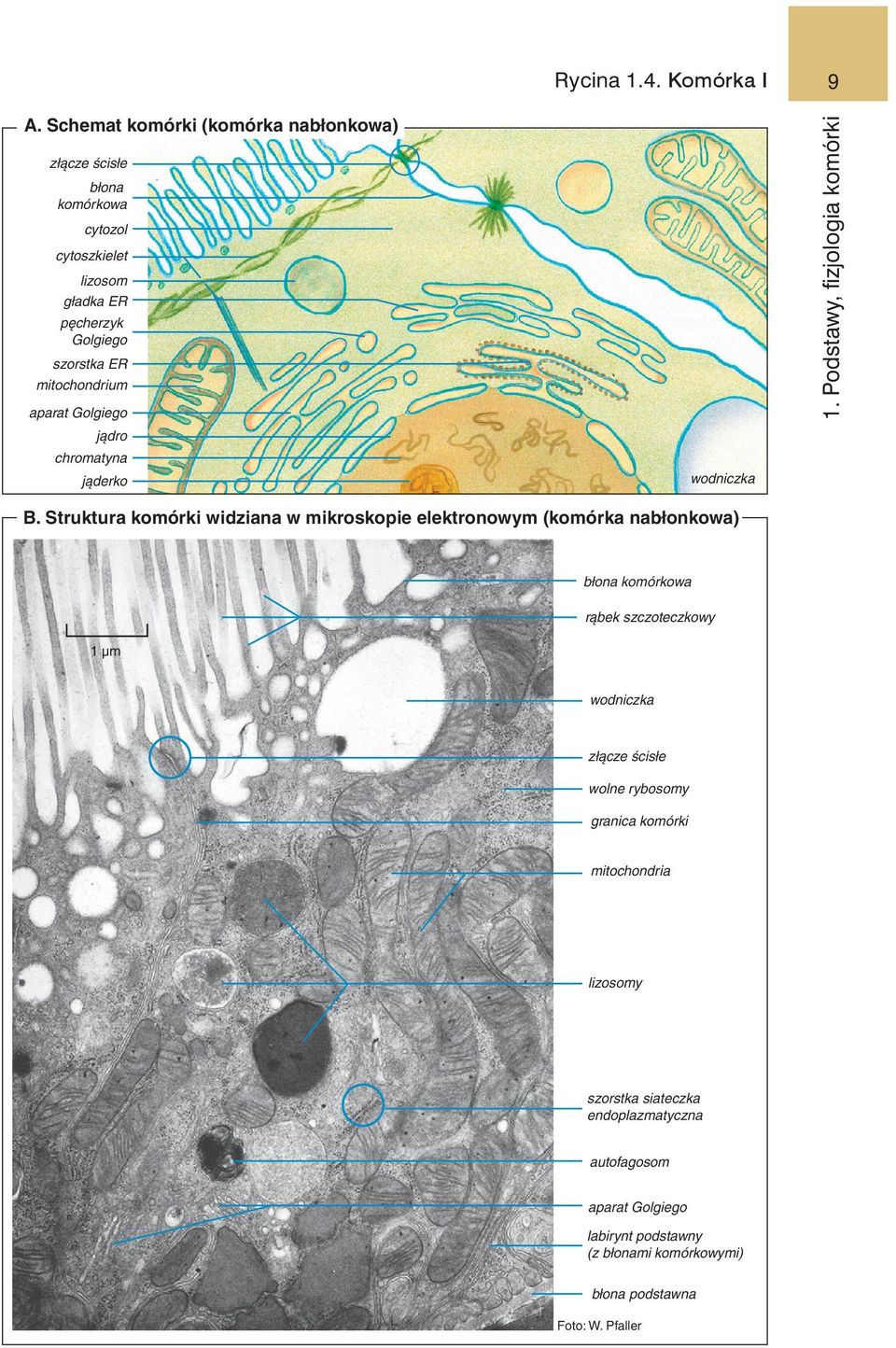 mitochondrium aparat Golgiego jądro chromatyna wodniczka jąderko B.