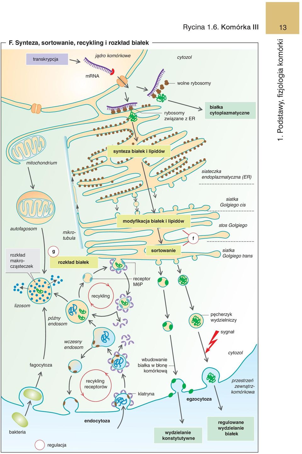f stos Golgiego rozkład makrocząsteczek g rozkład białek sortowanie siatka Golgiego trans receptor M6P recykling lizosom późny endosom pęcherzyk wydzielniczy sygnał fagocytoza