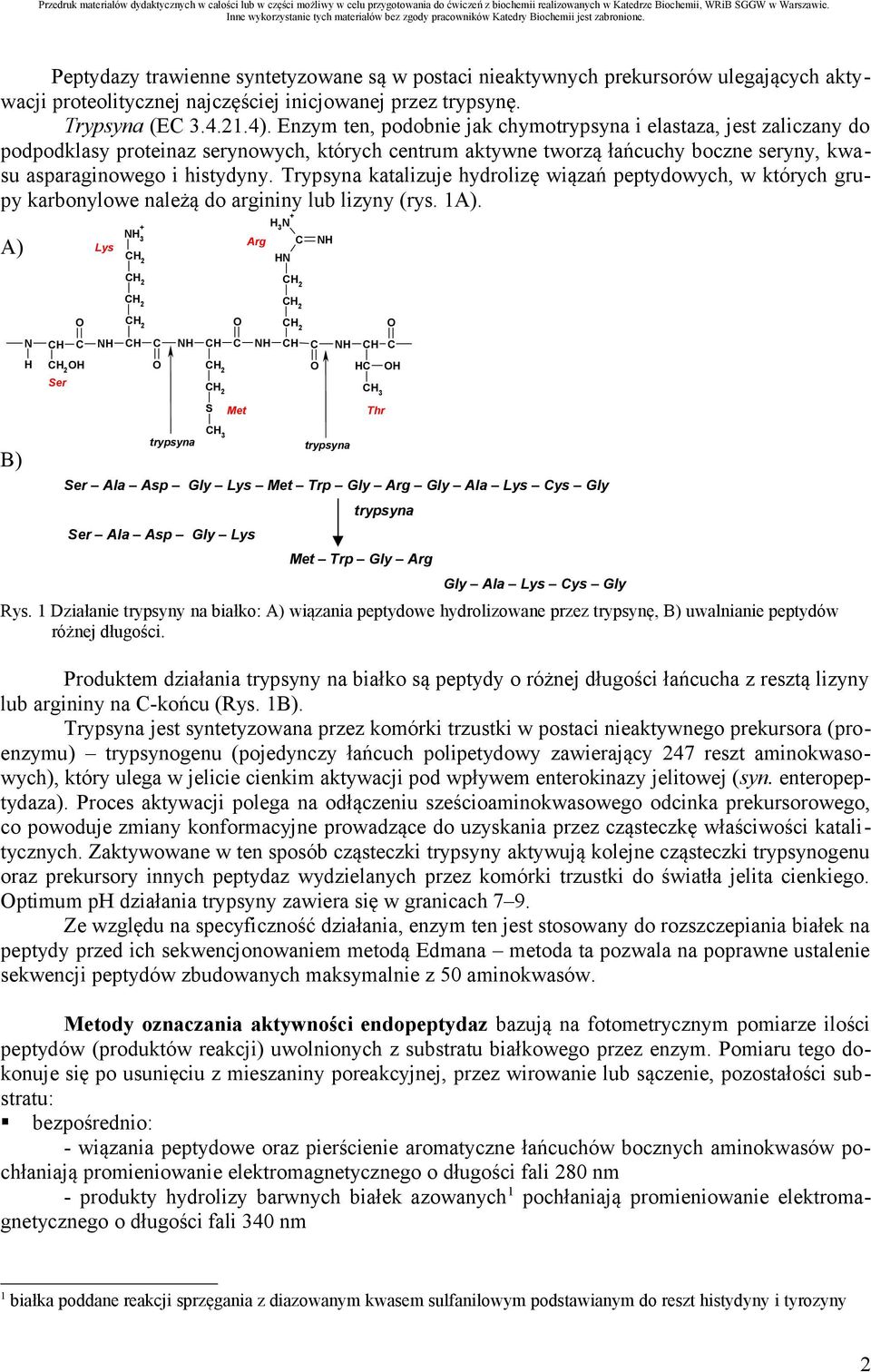 Trypsyna katalizuje hydrolizę wiązań peptydowych, w których grupy karbonylowe należą do argininy lub lizyny (rys. 1A).