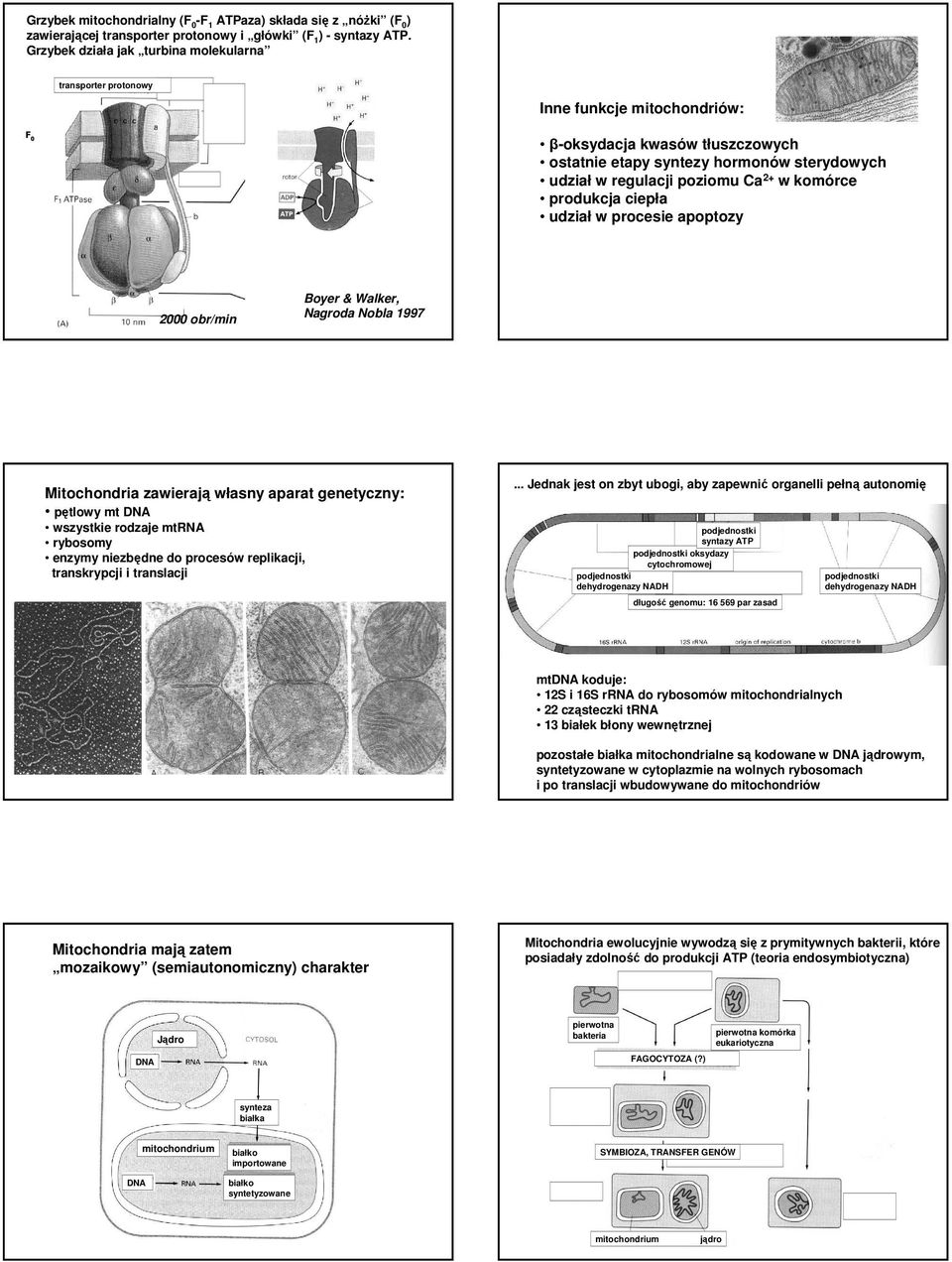 2+ w komórce produkcja ciepła udział w procesie apoptozy 2000 obr/min Boyer & Walker, Nagroda Nobla 1997 Mitochondria zawierają własny aparat genetyczny: pętlowy mt DNA wszystkie rodzaje mtrna