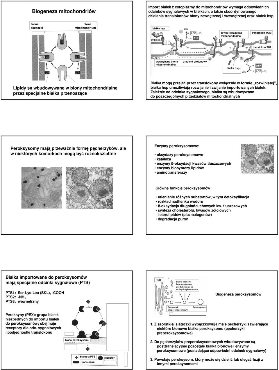 wbudowywane w błony mitochondrialne przez specjalne białka przenoszące Białka mogą przejść przez translokony wyłącznie w formie rozwiniętej, białka hsp umoŝliwiają rozwijanie i zwijanie importowanych