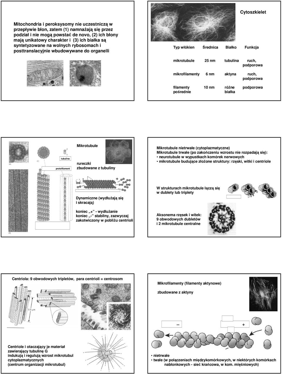 podporowa filamenty 10 nm róŝne podporowa pośrednie białka tubulina protofilament Mikrotubule rureczki zbudowane z tubuliny - + Dynamiczne (wydłuŝają się i skracają) koniec + - wydłuŝanie koniec -