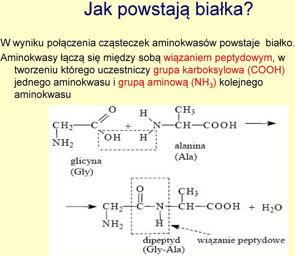 Aminokwasy łączą się między sobą wiązaniem peptydowym, w