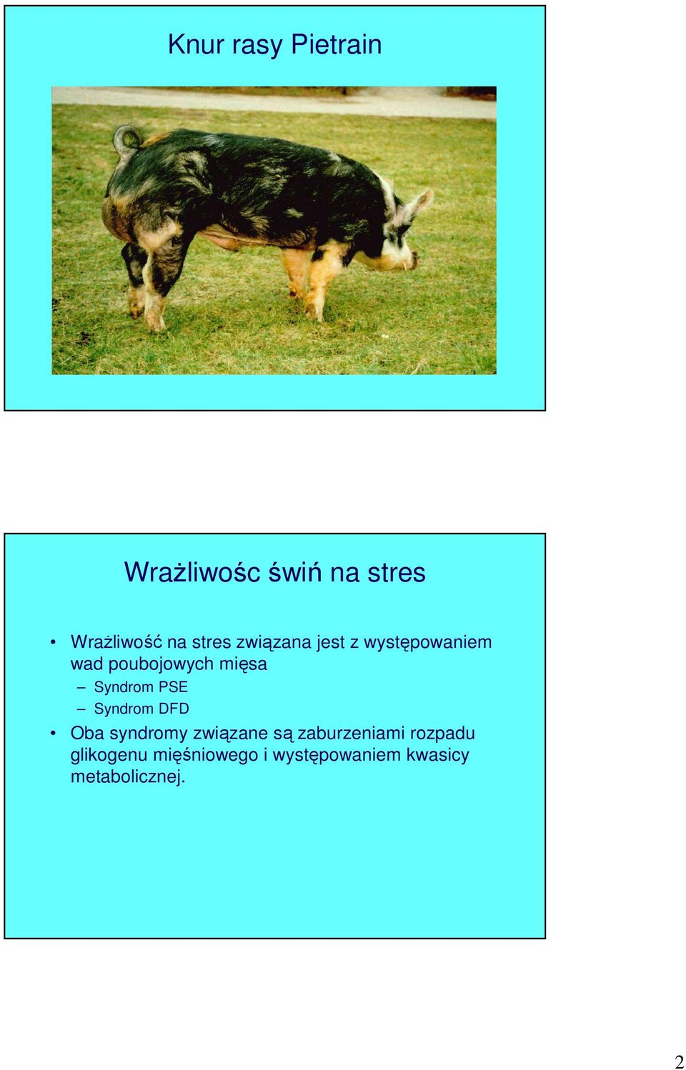 Syndrom PSE Syndrom DFD Oba syndromy związane są zaburzeniami