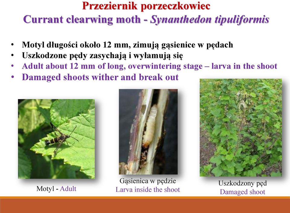 Adult about 12 mm of long, overwintering stage larva in the shoot Damaged shoots wither