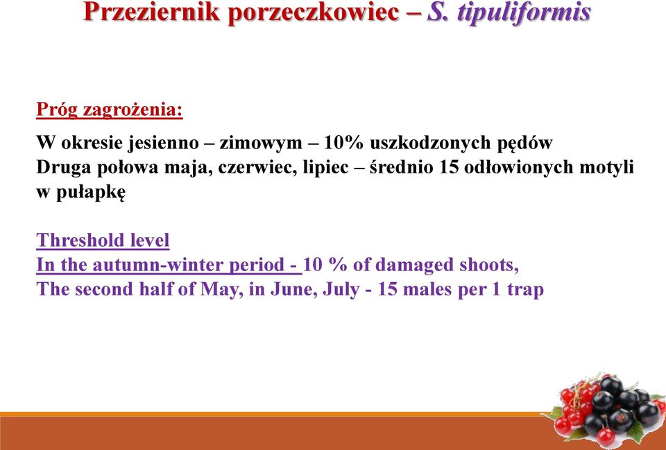 pędów Druga połowa maja, czerwiec, lipiec średnio 15 odłowionych motyli w