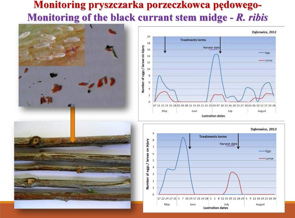 Monitoring of the black