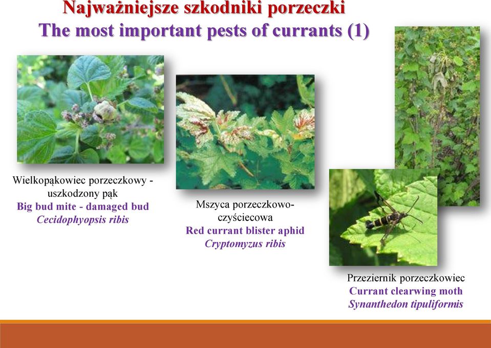Cecidophyopsis ribis Mszyca porzeczkowoczyściecowa Red currant blister aphid