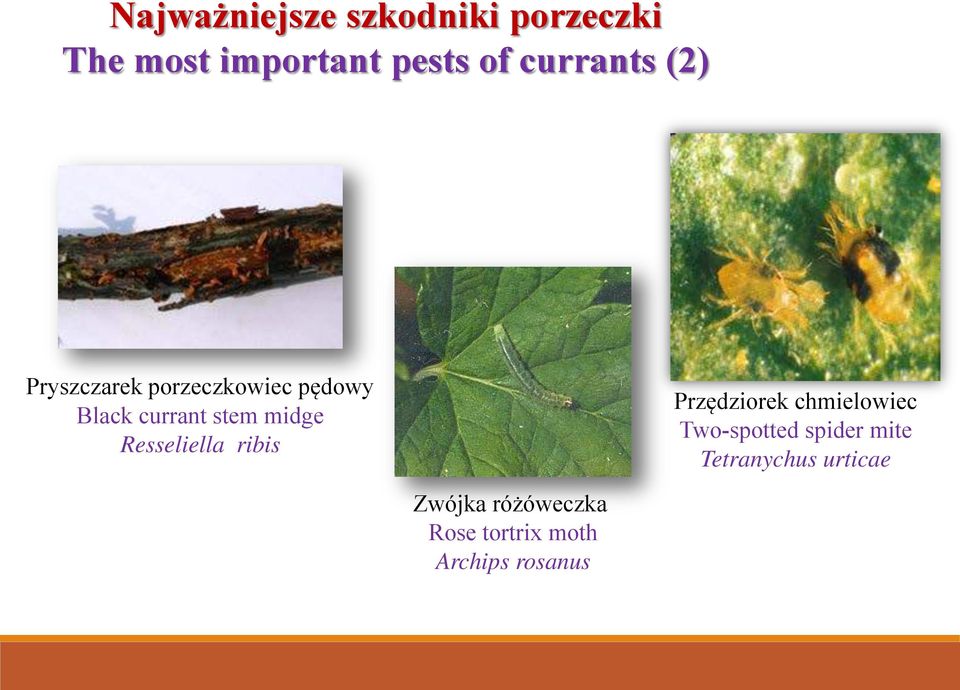 midge Resseliella ribis Przędziorek chmielowiec Two-spotted spider