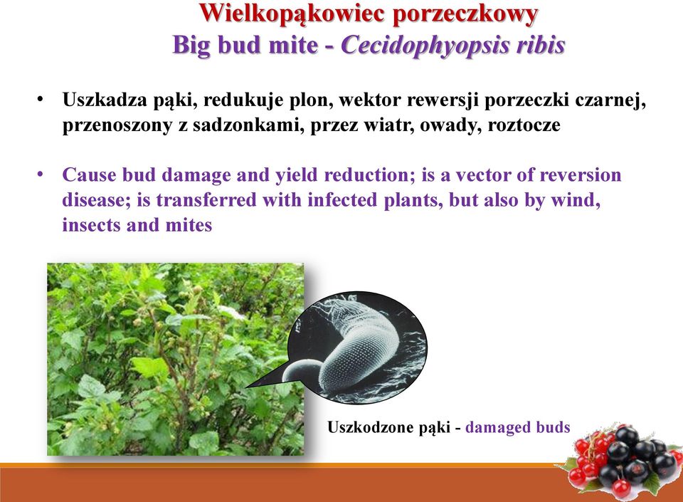 roztocze Cause bud damage and yield reduction; is a vector of reversion disease; is