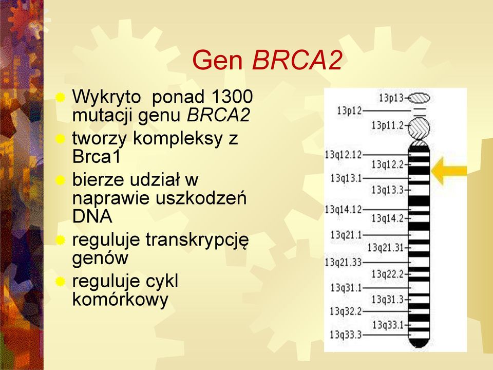 naprawie uszkodzeń DNA reguluje