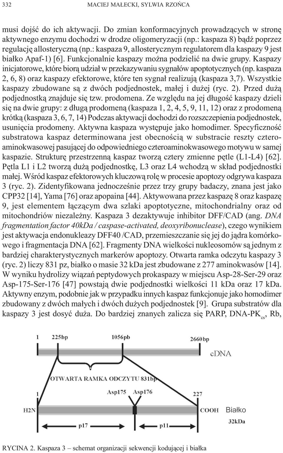 Kaspazy inicjatorowe, które bior¹ udzia³ w przekazywaniu sygna³ów apoptotycznych (np. kaspaza 2, 6, 8) oraz kaspazy efektorowe, które ten sygna³ realizuj¹ (kaspaza 3,7).