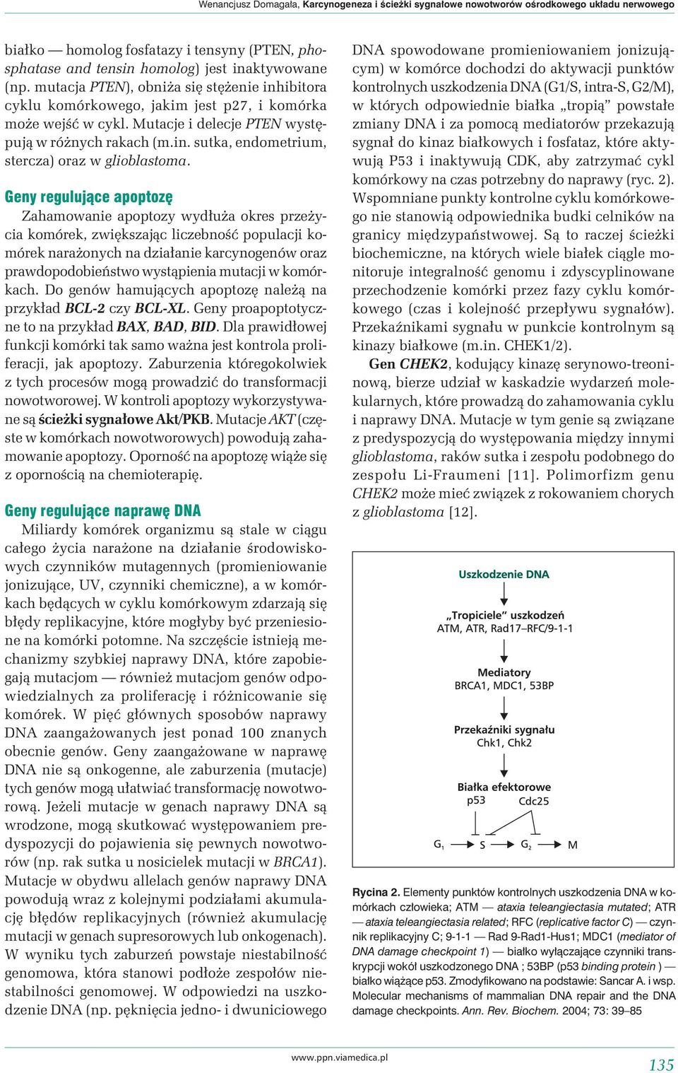 Geny regulujące apoptozę Zahamowanie apoptozy wydłuża okres przeżycia komórek, zwiększając liczebność populacji komórek narażonych na działanie karcynogenów oraz prawdopodobieństwo wystąpienia