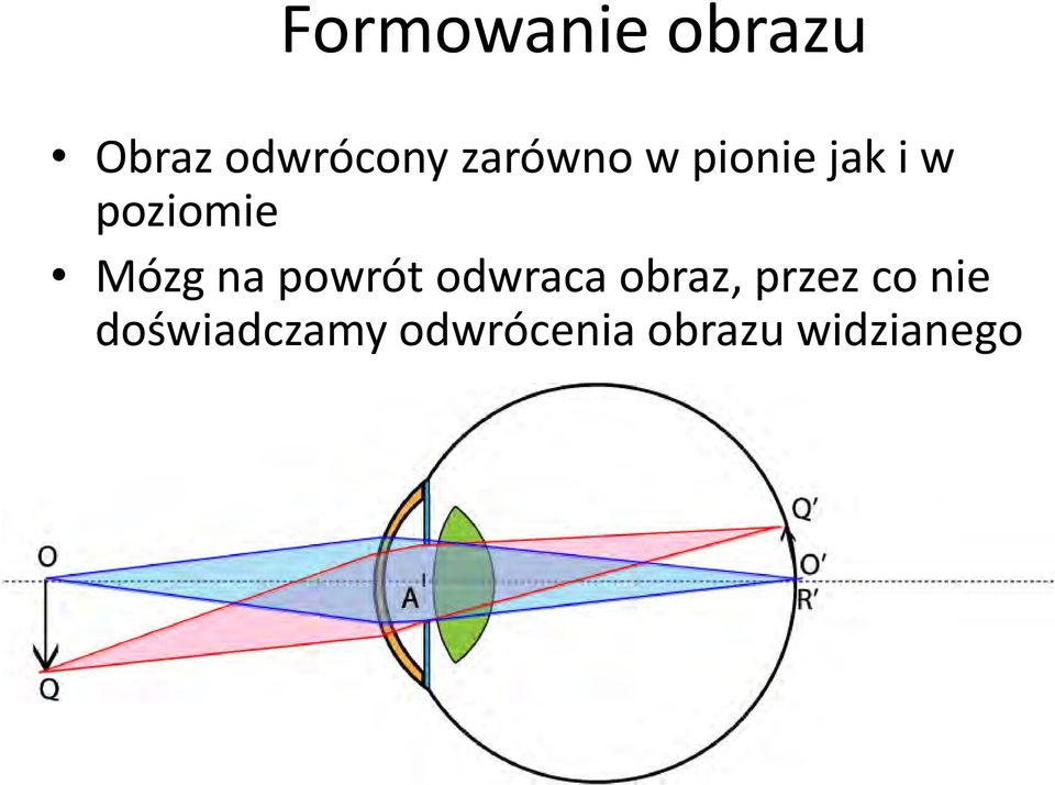 Mózg na powrót odwraca obraz, przez