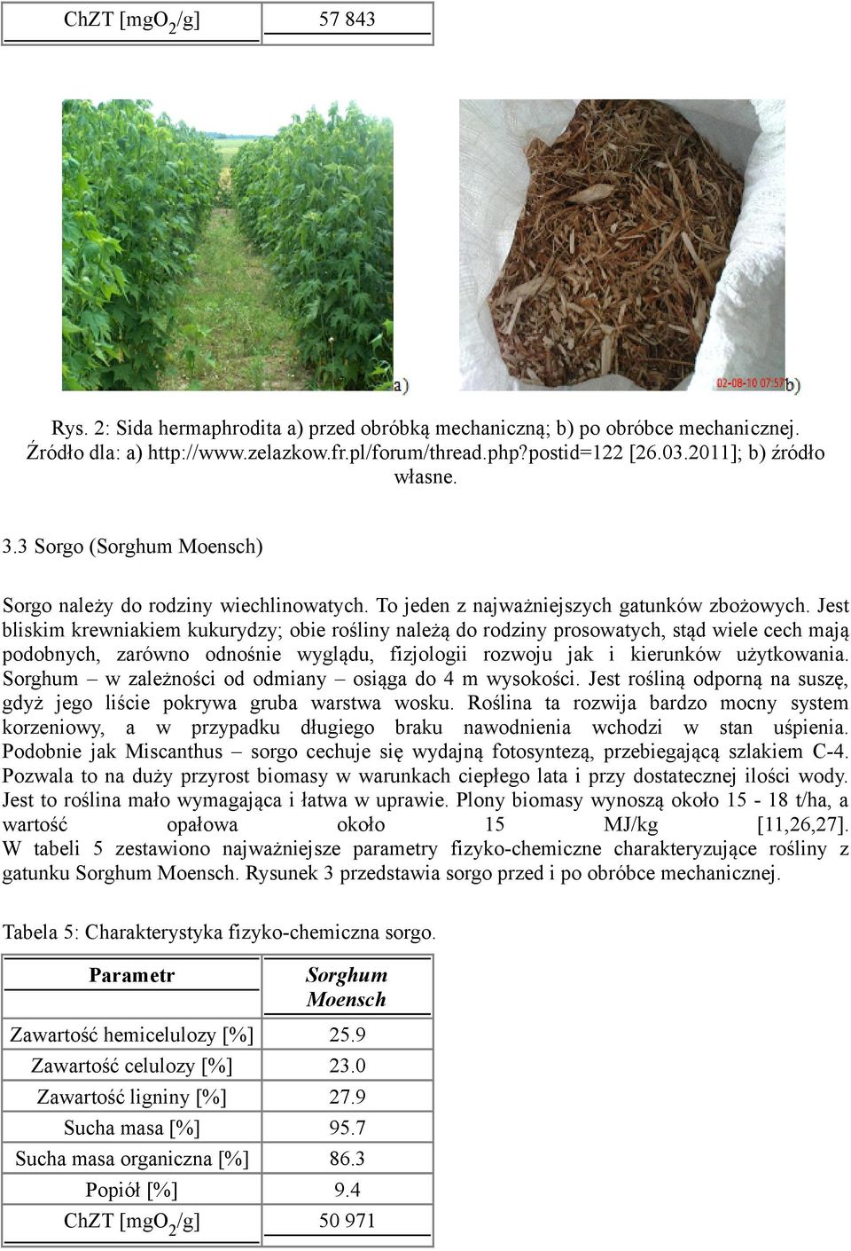 Jest bliskim krewniakiem kukurydzy; obie rośliny należą do rodziny prosowatych, stąd wiele cech mają podobnych, zarówno odnośnie wyglądu, fizjologii rozwoju jak i kierunków użytkowania.