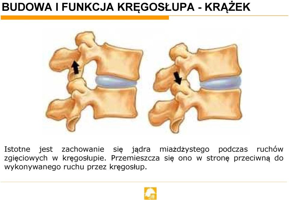zgięciowych w kręgosłupie.