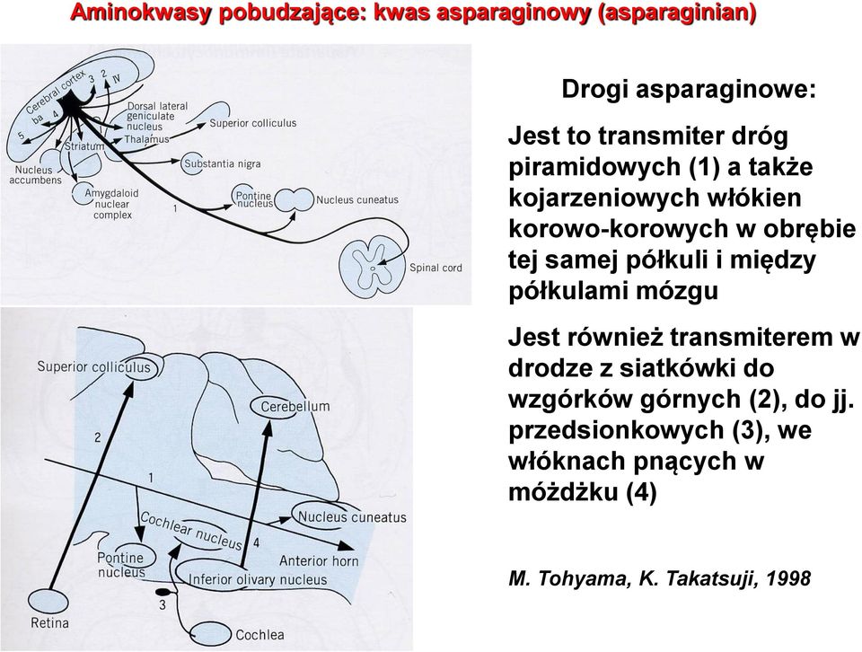 półkuli i między półkulami mózgu Jest również transmiterem w drodze z siatkówki do wzgórków