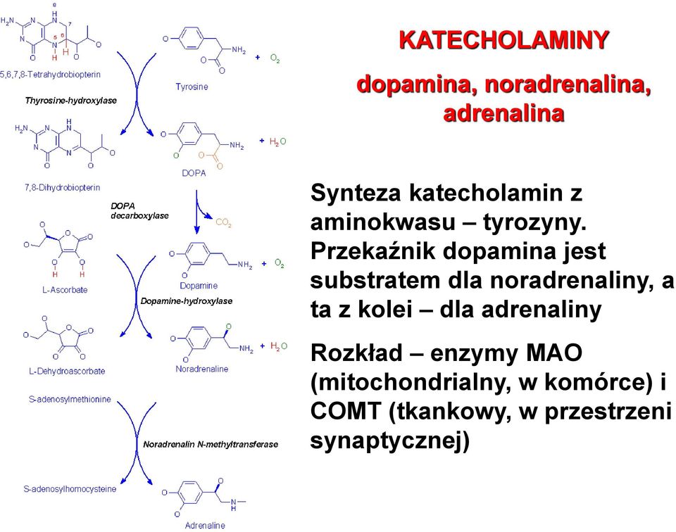 Przekaźnik dopamina jest substratem dla noradrenaliny, a ta z kolei