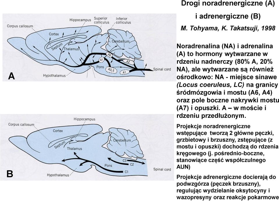 coeruleus, LC) na granicy śródmózgowia i mostu (A6, A4) oraz pole boczne nakrywki mostu (A7) i opuszki. A w moście i rdzeniu przedłużonym.