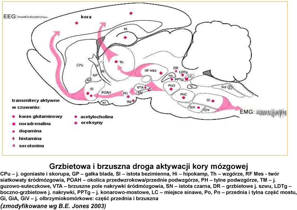 przedwzrokowa/przednie podwzgórze, PH tylne podwzgórze, TM j.