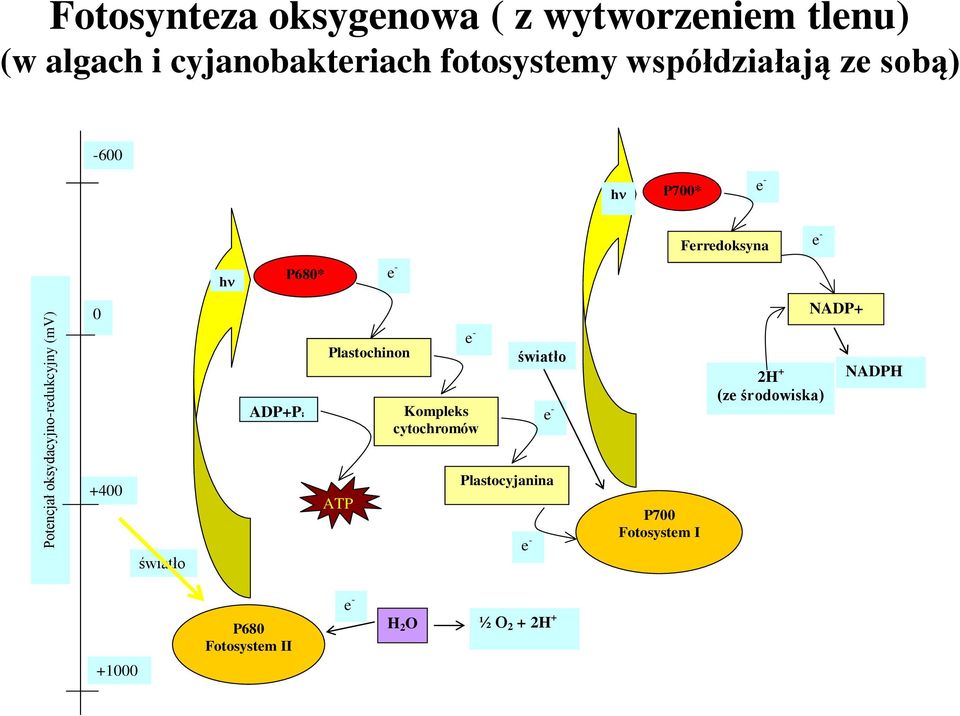 0 ADP+P i Plastochinon e - Kompleks cytochromów światło e - 2H + (ze środowiska) NADP+ NADPH +400