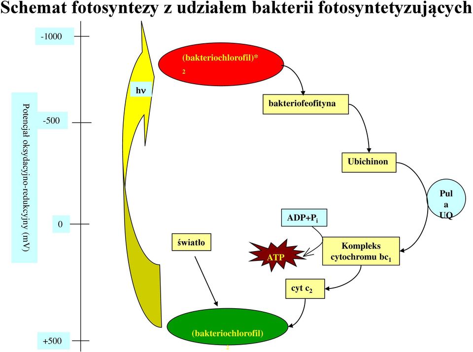 (mv) -500 0 h światło bakteriofeofityna ATP ADP+P i Ubichinon