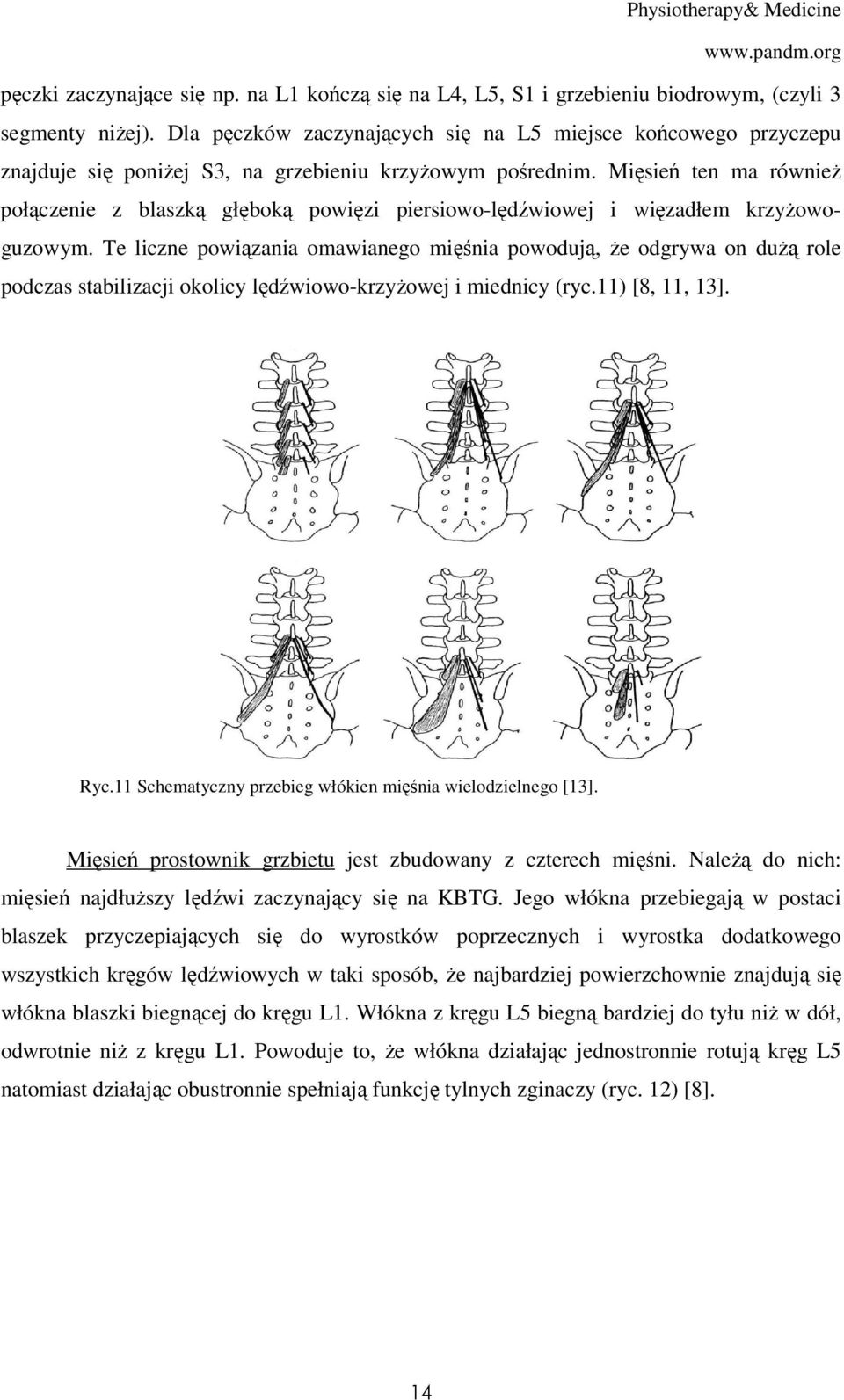 Mięsień ten ma również połączenie z blaszką głęboką powięzi piersiowo-lędźwiowej i więzadłem krzyżowoguzowym.